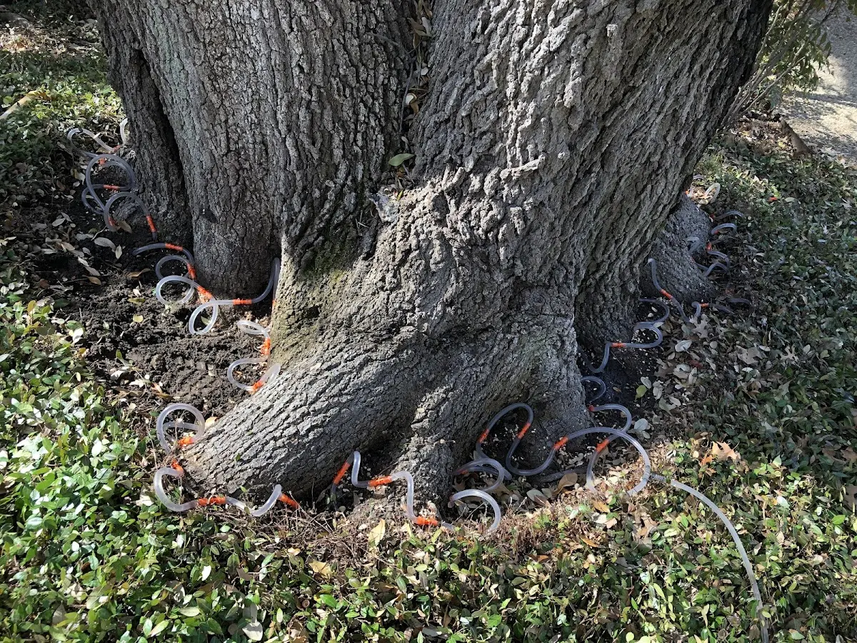 Detailed Tree Cabling and Bracing job site in Essexville