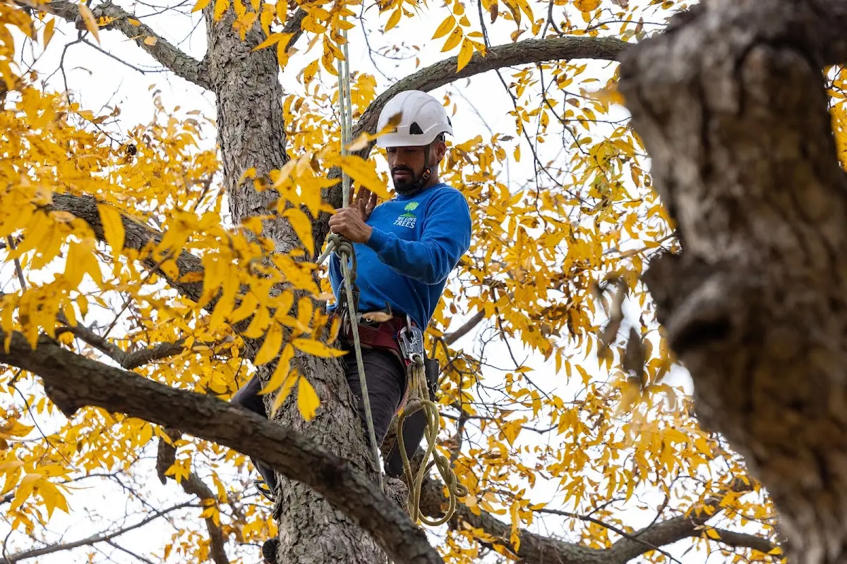 Skilled Tree Pruning crew working in Essexville